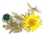 Сухоцветы для дизайна B.O.